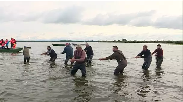 Lac de Grand-Lieu en Loire-Atlantique : une Fête des pêcheurs pour perpétuer la tradition