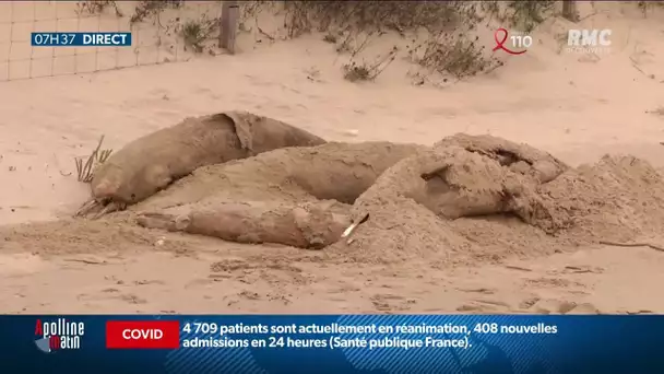 Protection des dauphins: faut-il mieux règlementer la pêche dans le Golfe de Gascogne ?