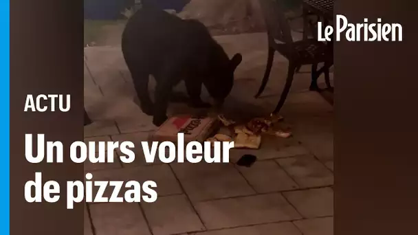 Un ours vole une pizza à deux clients d'un hôtel dans le Kentucky