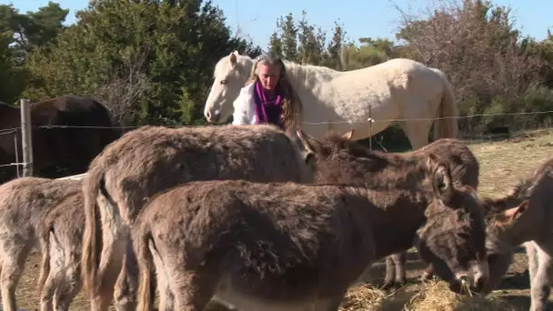 Place Publique Haut-Var : la ferme Saint-Pierre, des animaux et du zen