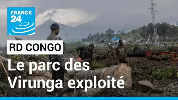 Conflit dans l’est de la RD Congo : pour survivre, les déplacés exploitent le parc des Virunga