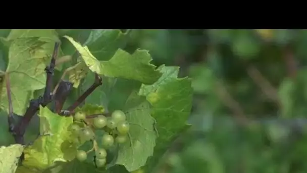 La viticulture mondiale menacée par le réchauffement climatique