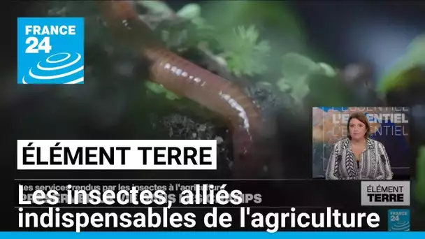 Les insectes: irremplaçables fournisseurs de services à l'agriculture • FRANCE 24