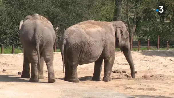 Les animaux du Zoo de La Palmyre face au coronavirus