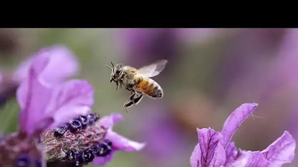 Déclin des insectes : l'UE appelée à agir