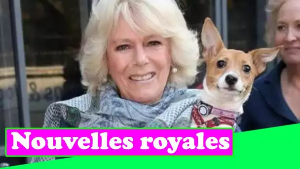 Camilla charme les fans royaux avec d'adorables clichés de chiots de sauvetage «mignons» – «Elle est