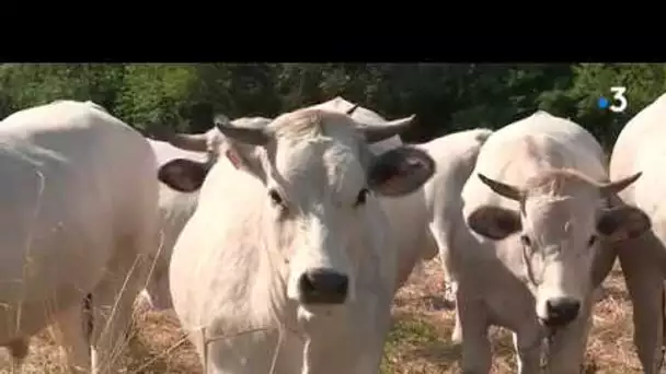 Gard : les producteurs locaux ont du succès, exemple chez une éleveur de Vauvert