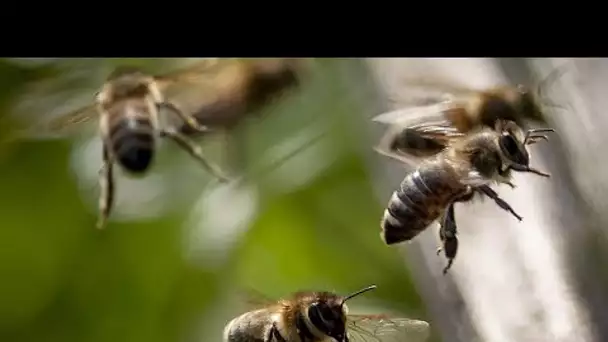 Le Brexit empêche l'importation de colonies d'abeilles au Royaume-Uni