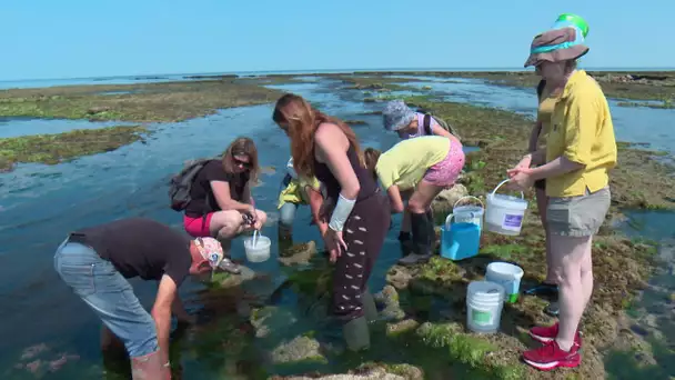 Série Algues sur l'île d'Oléron (1/3) : découverte de l'Estran