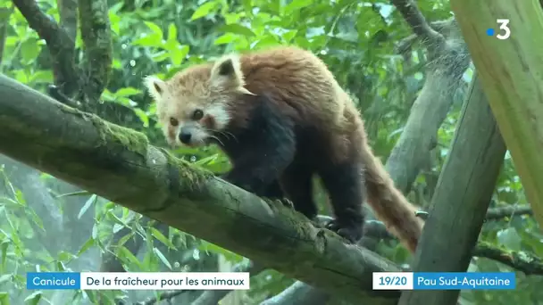 Zoo d'Asson : Avec la canicule, même les animaux mangent des glaces !