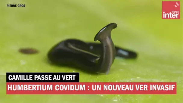 Humbertium covidum : ce petit ver pourrait être la nouvelle terreur de nos jardins