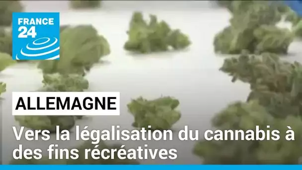 Allemagne : vers la légalisation du cannabis à des fins récréatives • FRANCE 24