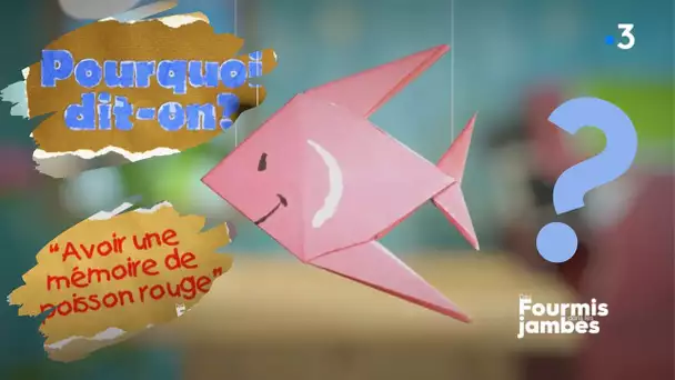 Pourquoi dit-on : avoir une mémoire de poisson rouge !