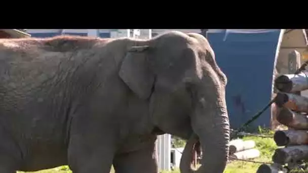 Ghandi au sanctuaire Elephant Haven à Bussière Galant en Haute Vienne