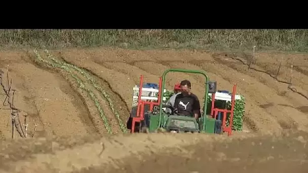 Prix des matières premières : les agriculteurs portugais au bord de la rupture