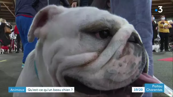 Exposition Canine à Poitiers