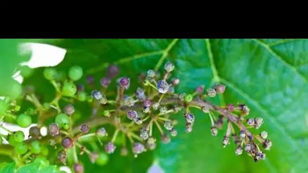 «Les graines sont complètement desséchées» : en Gironde, les viticulteurs désemparés face au reto…