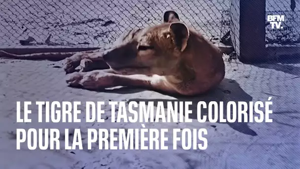 Le tigre de Tasmanie, disparu en 1936, colorisé pour la première fois