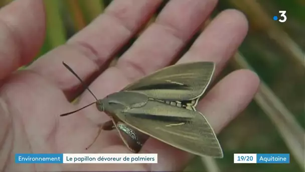 Le papillon palmivore fait des ravages