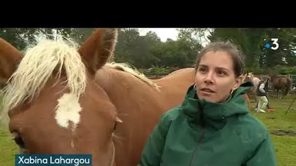 Port de Castet : concours de cheval de trait.