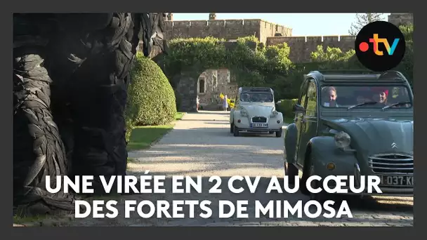 Une virée en 2 CV au cœur des forets de mimosa de la Côte d'Azur