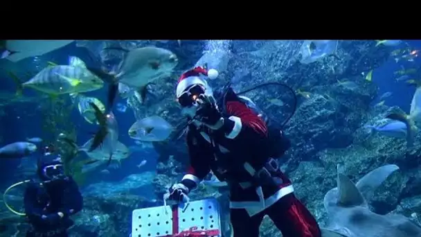 Des pères Noël dans un aquarium de Bangkok, pour le plaisir des poissons