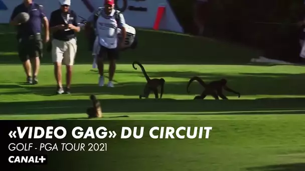 Best of des moments les plus drôles du circuit - PGA Tour 2021