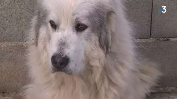 Bort-les-Orgues : Snö, le chien patou perdu va mieux