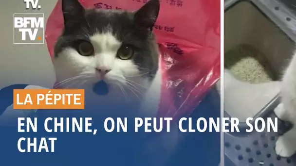 En Chine, on peut cloner son chat - 06/09