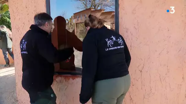 Isère : le domaine des fauves de Fitilieu ouvre pour la saison (avec plusieurs petits nouveaux)