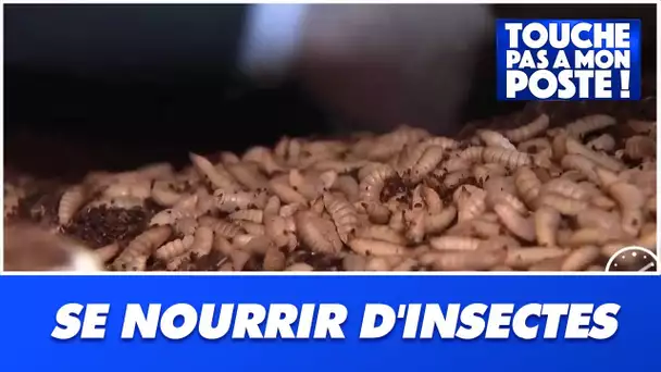 Va-t-on bientôt se nourrir d'insectes ?