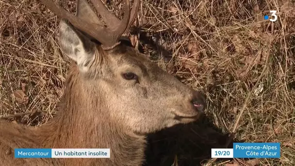 Saint-Etienne-de-Tinée : un cerf s'invite dans le village