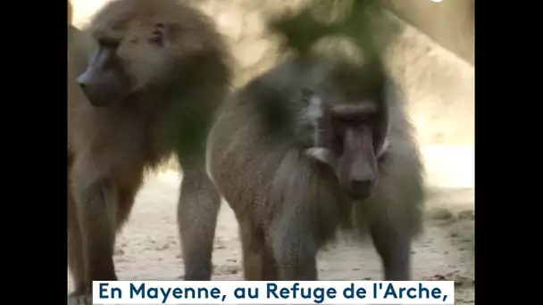 ENVIE DEHORS ! le long de la Mayenne (extrait refuge)