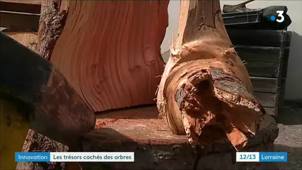 Les trésors cachés des arbres