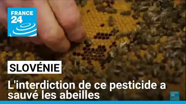 Interdiction des néonicotinoïdes : en Slovénie, les abeilles sont reines • FRANCE 24