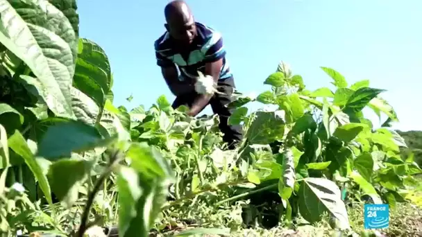 Italie : un groupe de migrants monte une coopérative agricole