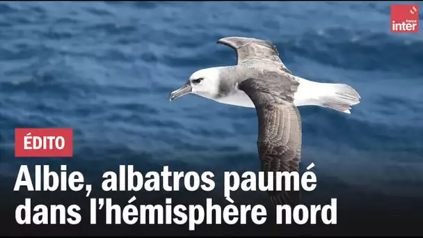 Albie, albatros paumé dans l'hémisphère nord