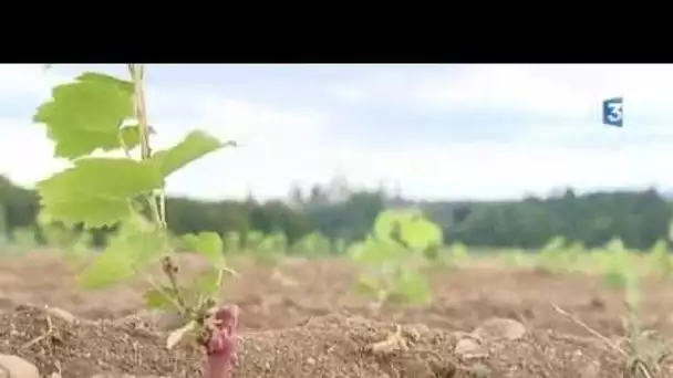 Chambord: retour des vignes