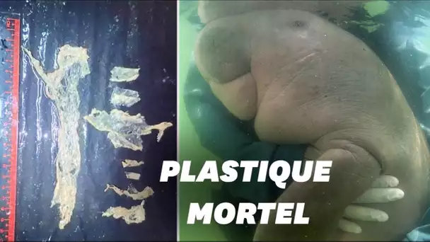 Mariam, le bébé dugong thaïlandais mort à cause du plastique