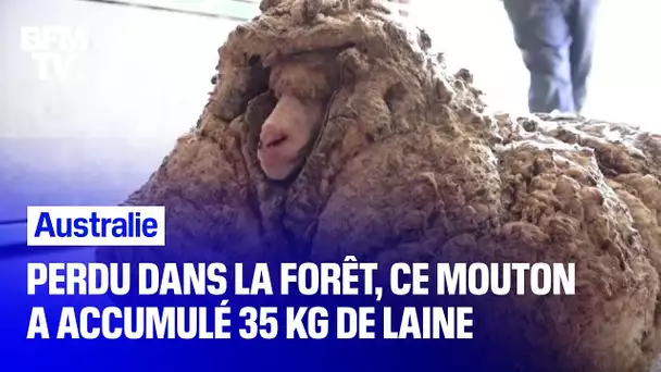 Perdu dans la forêt australienne, ce mouton a accumulé 35 kg de laine