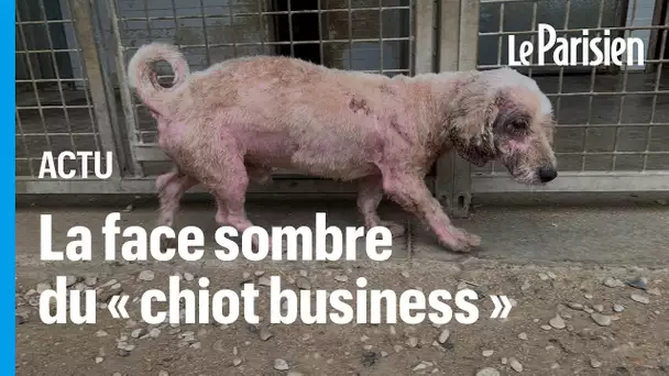 Les terribles images d'un élevage de l'horreur, véritable « usine à chiots »