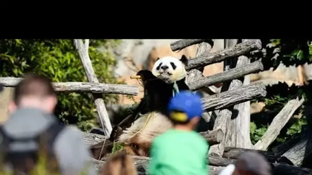 «Les oubliés des vacances» : une journée au zoo de Beauval pour 32 enfants avec le Secours populaire