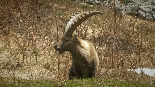 Le Parc national du Mercantour accueille des bouquetins de Savoie pour la diversité génétique