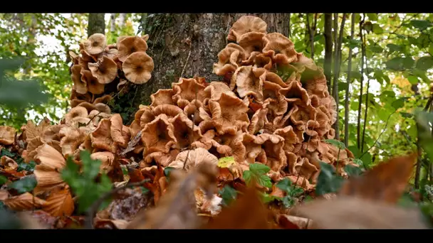 «Ils sont les plus difficile à inventorier» : le grand challenge du recensement des champignons