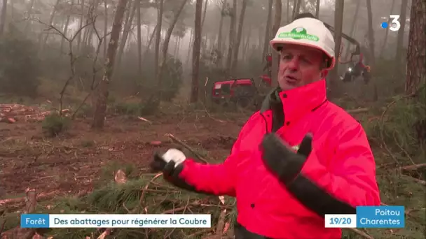 La Tremblade : campagne d'abattage dans la forêt de la Coubre