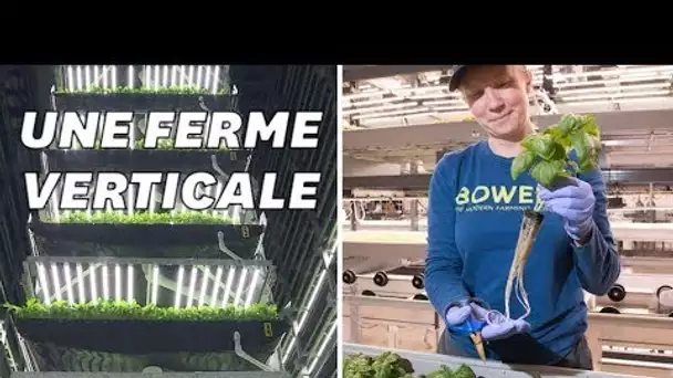 Cette ferme cultive des légumes dans le vide