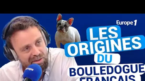 Les origines du bouledogue français avec David Castello-Lopes