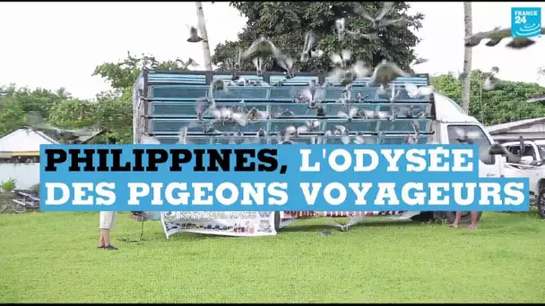 Aux Philippines, les courses de pigeons voyageurs sont très prisées