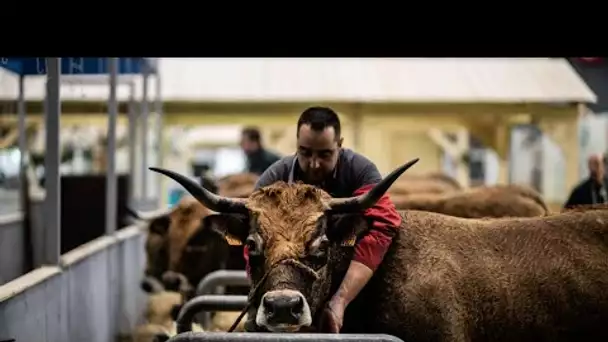 En France, 600 000 visiteurs attendus au Salon de l'Agriculture