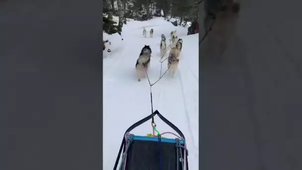 Chiens de traîneau à la Pierre